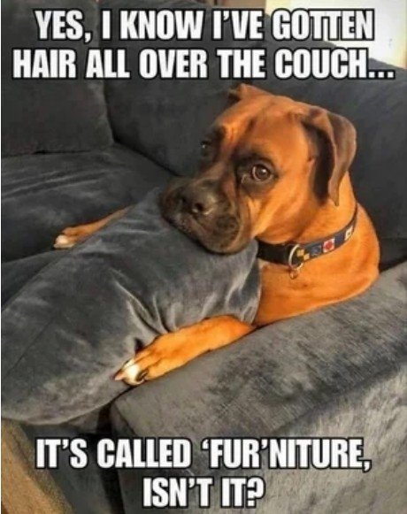 Boxer, Dog, Snout. Text: YES, I KNOW I'VE GOTTEN HAIR ALL OVER THE COUCH... IT'S CALLED 'FUR'NITURE, ISN'T IT?