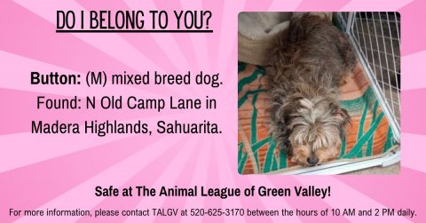 Den, Dog, Dog House. Text: DO I BELONG TO YOU? Button: (M) mixed breed dog. Found: N Old Camp Lane in Madera Highlands, Sahuarita. Safe at The Animal League of Green Valley! For more information, please contact TALGV at 520-625-3170 between the hours of 10 AM and 2 PM daily.
