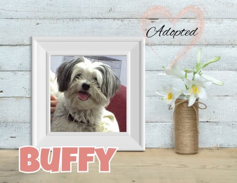 Greeting Card, Dog, Flower Arrangement. Text: Adopted BUFFY