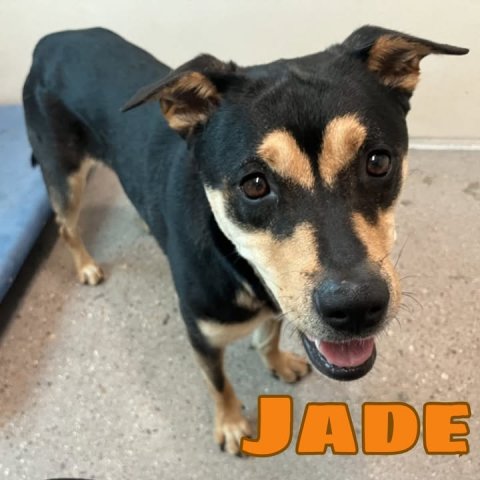 Dog, Husky, Hound. Text: JADE