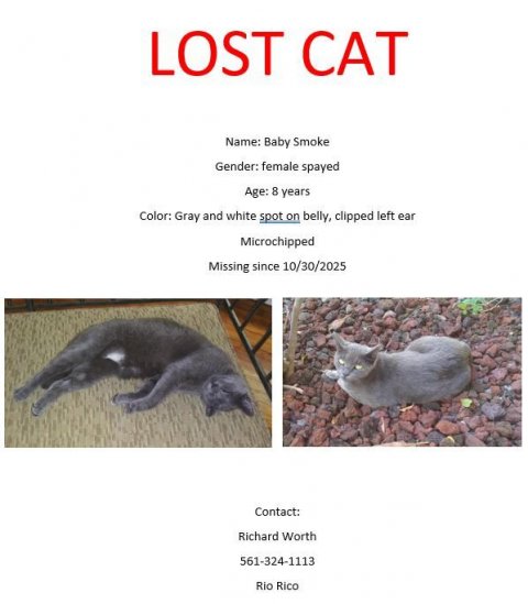 Cat, Mammal, Poster. Text: LOST CAT Name: Baby Smoke Gender: female spayed Age: 8 years Color: Gray and white spot on belly, clipped left ear Microchipped Missing since 10/30/2025 Contact: Richard Worth 561-324-1113 Rio Rico