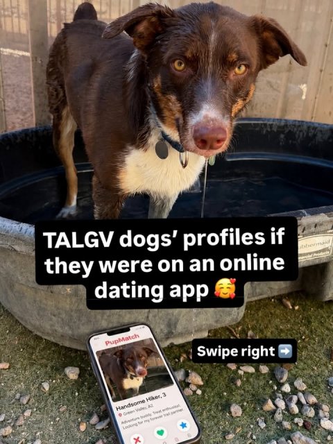 Phone, Mobile Phone, Dog. Text: TALGV dogs' profiles if they were on an online dating app bbermaid PupMatch Swipe right Handsome Hiker, 3