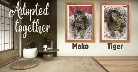 Blackboard, Home Decor, Painting. Text: Adopted together Mako Tiger