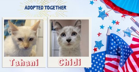 American Flag, Flag, Cat. Text: ADOPTED TOGETHER Tahani Chidi