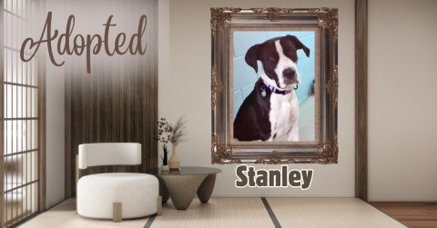 Interior Design, Canine, Dog. Text: Adopted Stanley