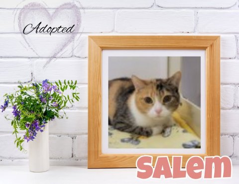 Cat, Flower, Painting. Text: Adopted