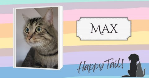Cat, Pet, Kitten. Text: MAX Happy Tail!