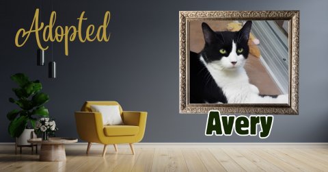 Potted Plant, Cat, Wood. Text: Adopted Avery