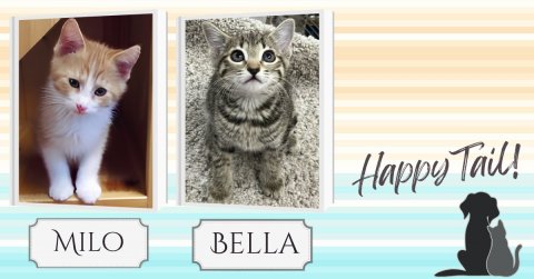 Cat, Kitten, Pet. Text: Happy Tail! MILO BELLA