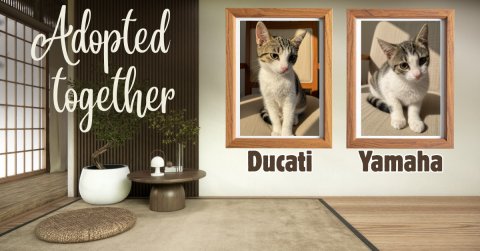 Cat, Blackboard, Home Decor. Text: Adopted together Ducati Yamaha