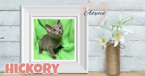 Cat, Flower, Kitten. Text: Adopted HICKORY