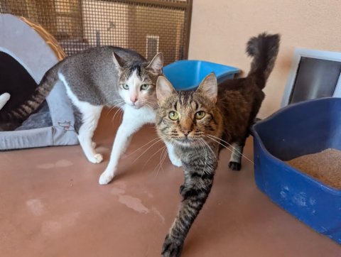 Abyssinian, Cat, Pet.