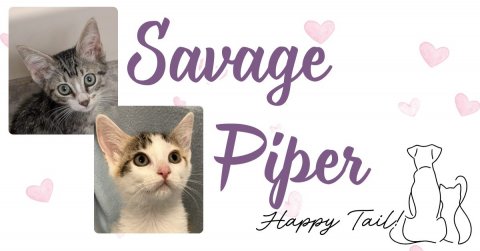 Greeting Card, Cat, Kitten. Text: Savage Piper