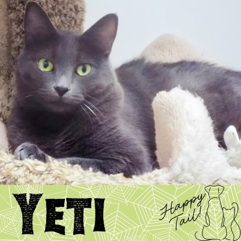 Animal, Cat, Pet. Text: YETI Happy Tail!