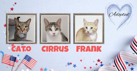 Greeting Card, Painting, Cat. Text: Adopted CIRRUS FRANK