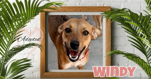 Canine, Dog, Pet. Text: Adopted WINDY