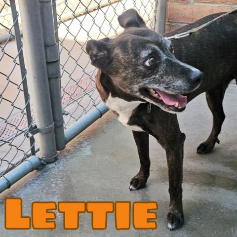 Dog, Dog House, Den. Text: LETTIE