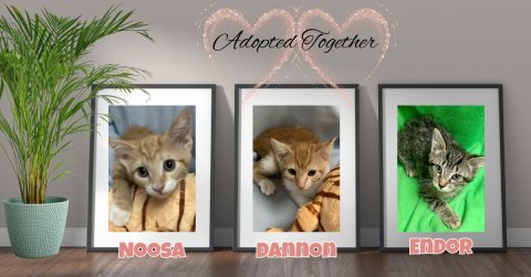 Plant, Potted Plant, Kitten. Text: Adopted Together ENDOR NOOSA