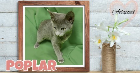 Greeting Card, Cat, Kitten. Text: Adopted POPLAR