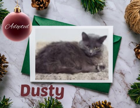 Greeting Card, Mail, Cat. Text: Adopted Dusty