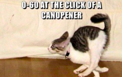 Cat, Kitten, Abyssinian. Text: 0-60 AT THE CLICK OFA CANOPENER