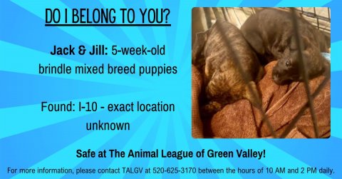Advertisement, Poster, Rat. Text: DO I BELONG TO YOU? Jack &amp; Jill: 5-week-old brindle mixed breed puppies Found: I-10 - exact location unknown Safe at The Animal League of Green Valley! For more information, please contact TALGV at 520-625-3170 between the hours of 10 AM and 2 PM daily.