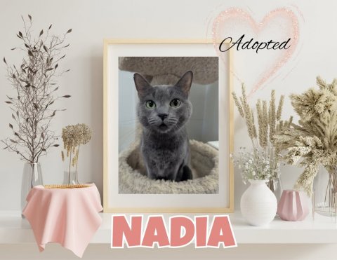 Greeting Card, Cat, Painting. Text: Adopted NADIA