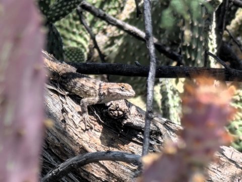 Animal, Anole, Lizard.