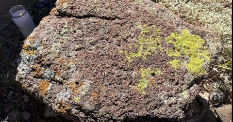 Rock, Moss, Algae.