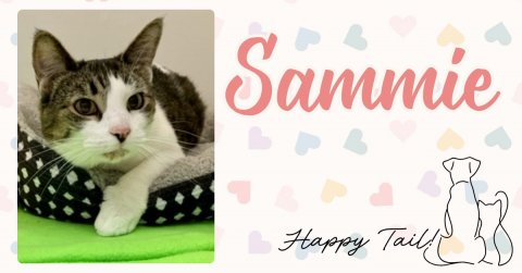 Greeting Card, Cat, White Board.