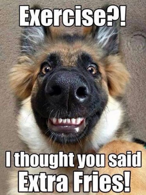 Snout, Canine, Dog. Text: Exercise?! I thought you said Extra Fries!