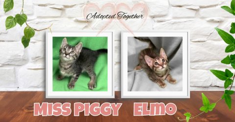 Cat, Kitten, Pet. Text: Adopted Together MISS PIGGY ELmo