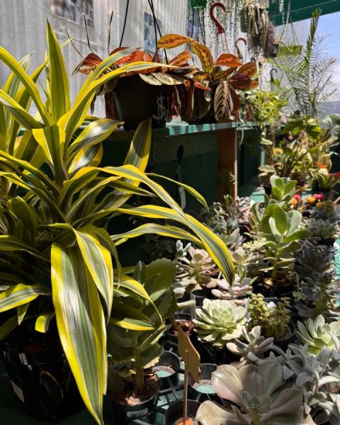 Potted Plant, Garden, Agavaceae.