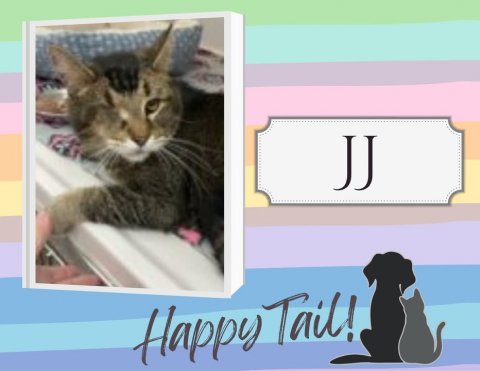 Cat, Pet, Abyssinian. Text: JJ Happy Tail!