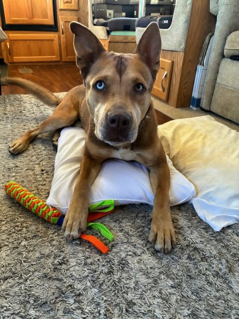 Cushion, Home Decor, Dog.