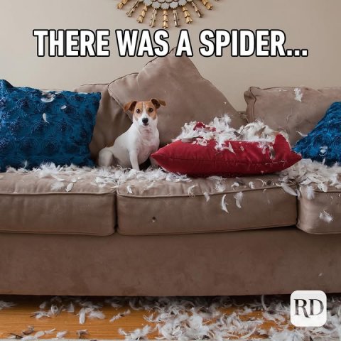 Cushion, Home Decor, Couch. Text: THERE WAS A SPIDER... RD