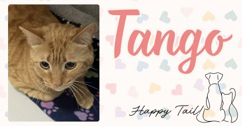 Greeting Card, Cat, Text. Text: Tango