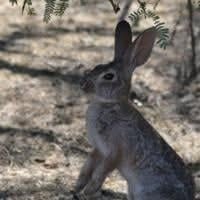 Animal, Mammal, Rabbit.