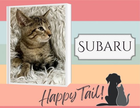 Cat, Pet, Greeting Card. Text: SUBARU Happy Tail!