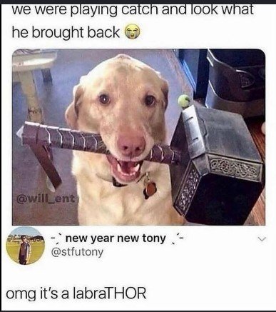 Person, Canine, Pet. Text: we were playing catch and look what he brought back @will_ent new year new tony @stfutony omg it's a labraTHOR