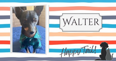 Greeting Card, Dog, Chihuahua. Text: WALTER Happy Tail!