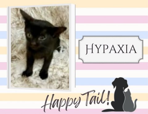 Cat, Mammal, Pet. Text: HYPAXIA Happy Tail!