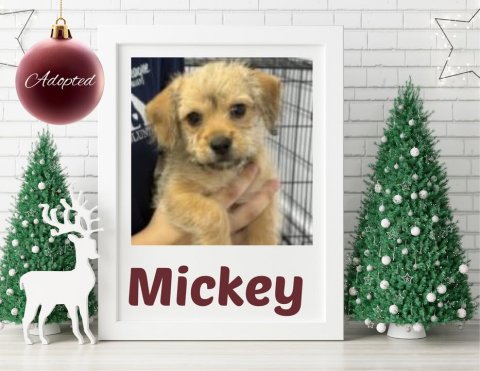 Dog, Christmas Decorations, Accessories. Text: Adopted LUN Mickey
