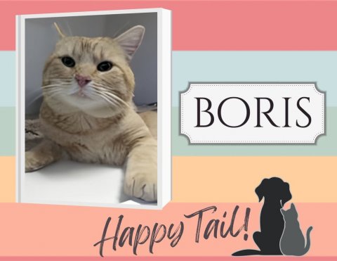 Animal, Cat, Pet. Text: BORIS Happy Tail!