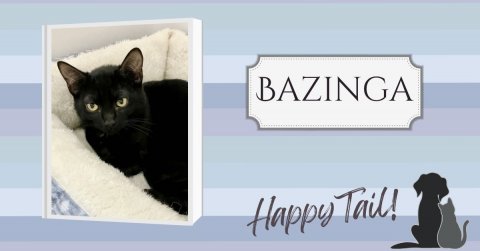 Cat, Pet, Black Cat. Text: BAZINGA Happy Tail!