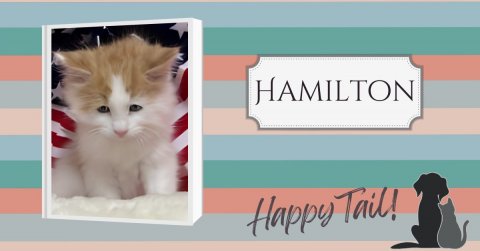 Cat, Kitten, Dog. Text: HAMILTON Happy Tail!