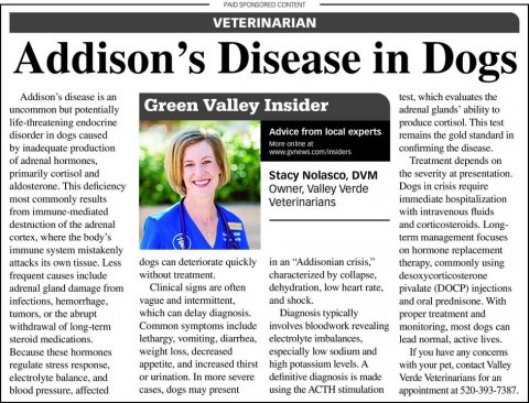 Newspaper, Text, Person. Text: VETERINARIAN Addison's Disease in Dogs Addison's disease is an Green Valley Insider uncommon but potentially adrenal glands" ability to life-threatening endocrine produce cortisol. This test Advice from local experts disorder in dogs caused remains the gold standard in by inadequate production confirming the disease. www.gynews com/insiders of adrenal hormones, Treatment depends on primarily cortisol and the severity at presentation. Stacy Nolasco, DVM aldosterone. This deficiency Dogs in crisis require Owner, Valley Verde most commonly results immediate hospitalization Veterinarians from immune-mediated with intravenous fluids destruction of the adrenal