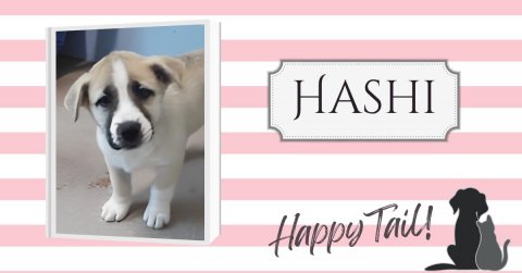 Canine, Dog, Greeting Card. Text: HASHI Happy Tail!