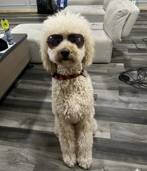 Canine, Dog, Glasses.