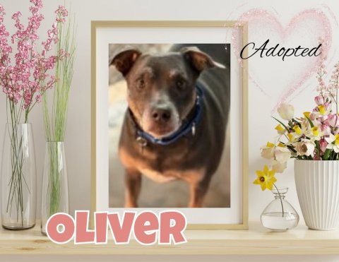 Greeting Card, Dog, Flower Arrangement. Text: Adopted OLIVER